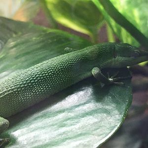 Sakishima Grass Lizard (Takydromus dorsalis)