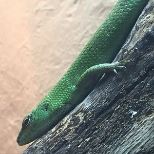 Emerald Skink (Lamprolepis smaragdina)