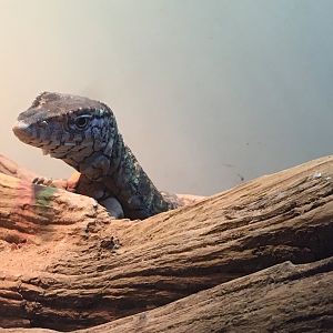 Perentie (Varanus giganteus)