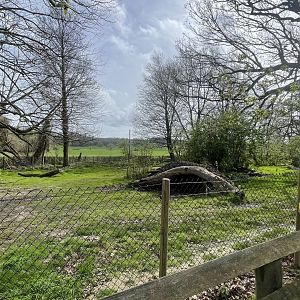 Bat eared fox exhibit