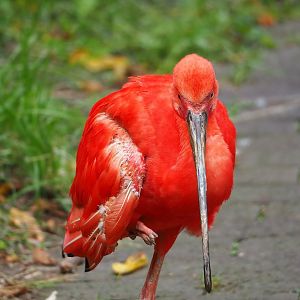 Scarlet ibis (Eudocimus ruber), 2023-07-18