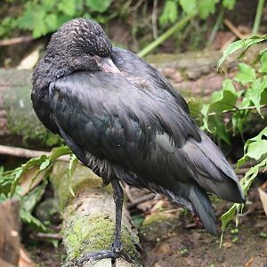 Puna ibis (Plegadis ridgwayi), 2023-07-18