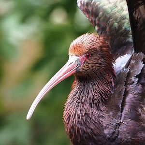 Puna ibis (Plegadis ridgwayi), 2023-07-18