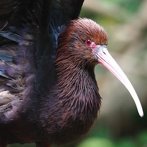 Puna ibis (Plegadis ridgwayi), 2023-07-18