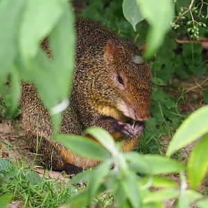 Azara's agouti (Dasyprocta azarae), 2023-07-18