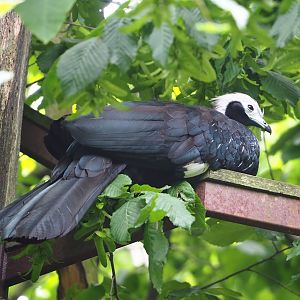 Blue-throated piping-guan (Pipile cumanensis), 2023-07-18