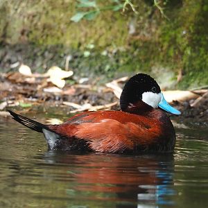Ruddy duck (Oxyura jamaicensis), 2023-07-18