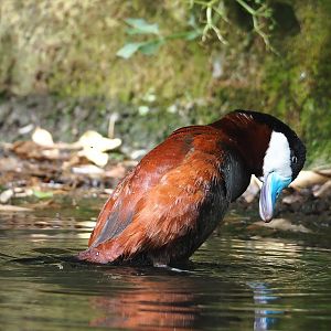 Ruddy duck (Oxyura jamaicensis), 2023-07-18