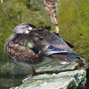 North American wood duck (Aix sponsa), 2023-07-18