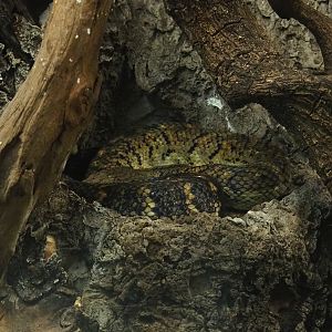 Jamaican boa (Chilabothrus subflavus), 2023-07-18