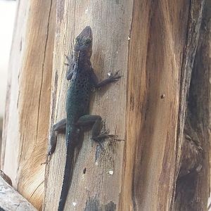 Guadeloupean anole (Anolis marmoratus marmoratus), 2023-07-18