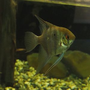 Freshwater angelfish (Pterophyllum scalare), 2023-07-18