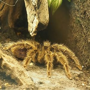 Brazilian salmon pink tarantula (Lasiodora parahybana), 2023-07-18