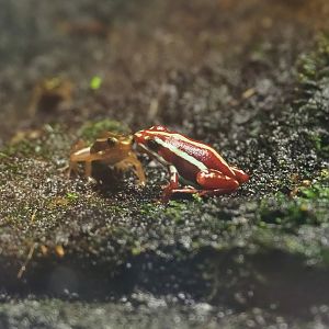 Anthonys poison-arrow frog (Epipedobates anthonyi), 2023-07-18