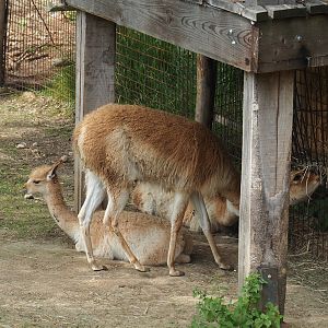 Vicuñas (Vicugna vicugna), 2023-07-18