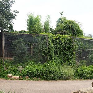Monk parakeet aviary, 2023-07-18