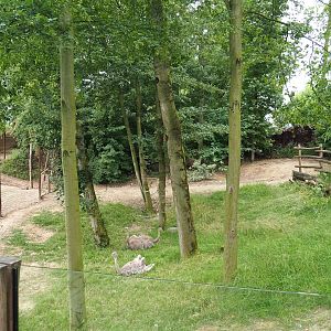 Pampas exhibit - Darwin's rhea separation paddock, 2023-07-18