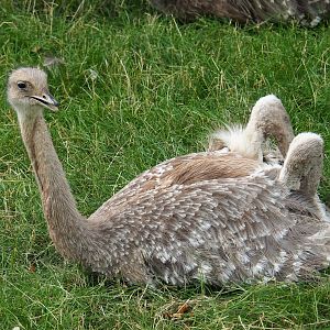 Darwin's rhea (Rhea pennata), 2023-07-18
