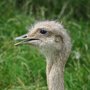 Darwin's rhea (Rhea pennata), 2023-07-18