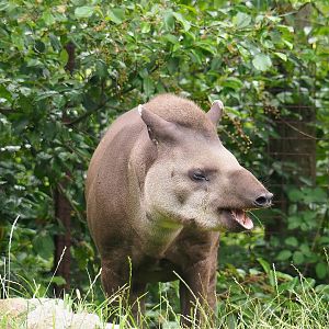 Lowland tapir (Tapirus terrestris), 2023-07-18