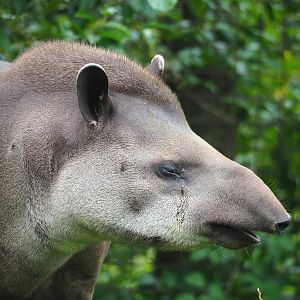 Lowland tapir (Tapirus terrestris), 2023-07-18