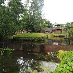 Lowland tapir exhibit, 2023-07-18
