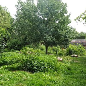 Eurasian lynx separation exhibit, 2023-07-18