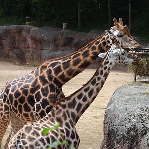 Rothschild's giraffe (Giraffa camelopardalis rothschildi), 2023-07-18