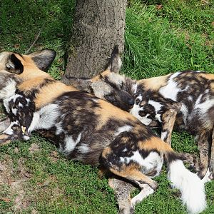African wild dogs (Lycaon pictus), 2023-07-18