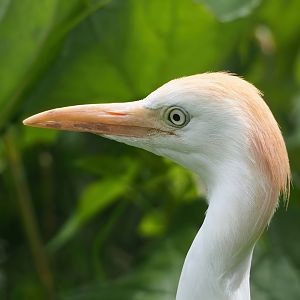 Western cattle egret (Bubulcus ibis), 2023-07-18