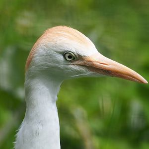 Western cattle egret (Bubulcus ibis), 2023-07-18
