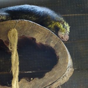 Mexican Hairy Dwarf Porcupine