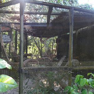 Mexican Hairy Dwarf Porcupine Exhibit