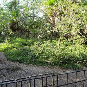 Part of a Baird's Tapir Exhibit