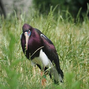 Abdim's Stork (Ciconia abdimii), 2023-07-18