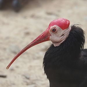 Southern bald ibis (Geronticus calvus), 2023-07-18