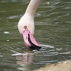 Greater flamingo (Phoenicopterus roseus), 2023-07-18