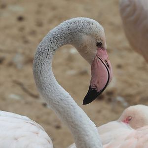 Greater flamingo (Phoenicopterus roseus), 2023-07-18