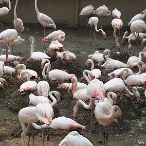 Greater flamingos (Phoenicopterus roseus), 2023-07-18