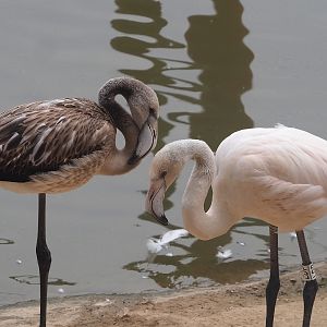 Greater flamingos (Phoenicopterus roseus), 2023-07-18