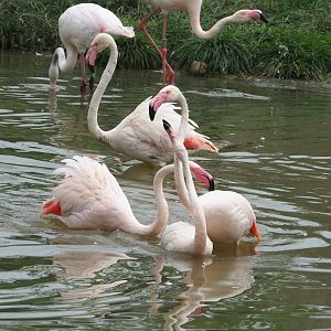 Greater flamingos (Phoenicopterus roseus), 2023-07-18