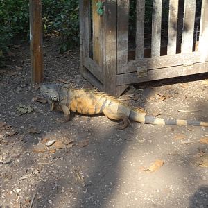 Wild Green Iguana- in tapir exhibit