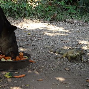 Baird's Tapir and Wild Green Iguana