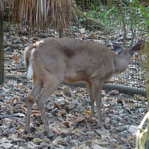 White-Tailed Deer