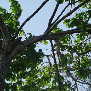 Wild Green Iguana in a Tree