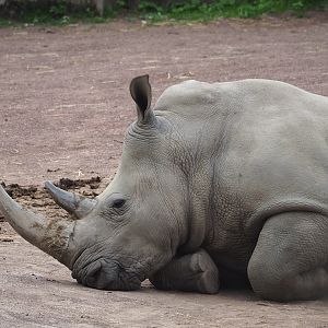 Southern white rhinoceros (Ceratotherium simum simum), 2023-07-18