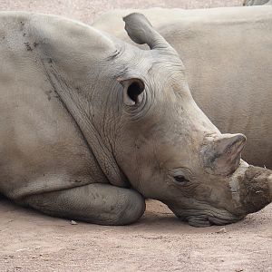 Southern white rhinoceros (Ceratotherium simum simum), 2023-07-18
