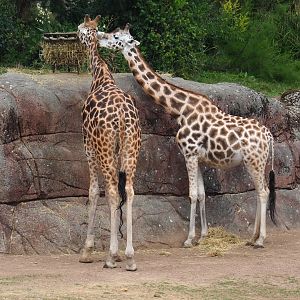 Rothschild's giraffes (Giraffa camelopardalis rothschildi), 2023-07-18