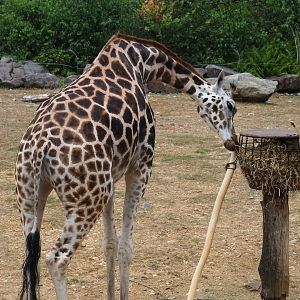 Rothschild's giraffe (Giraffa camelopardalis rothschildi), 2023-07-18