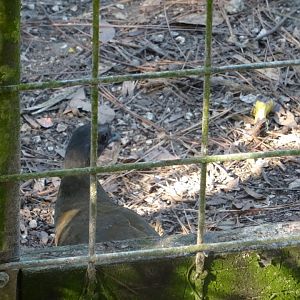 Wild Plain Chachalaca- in Tapir Exhibit